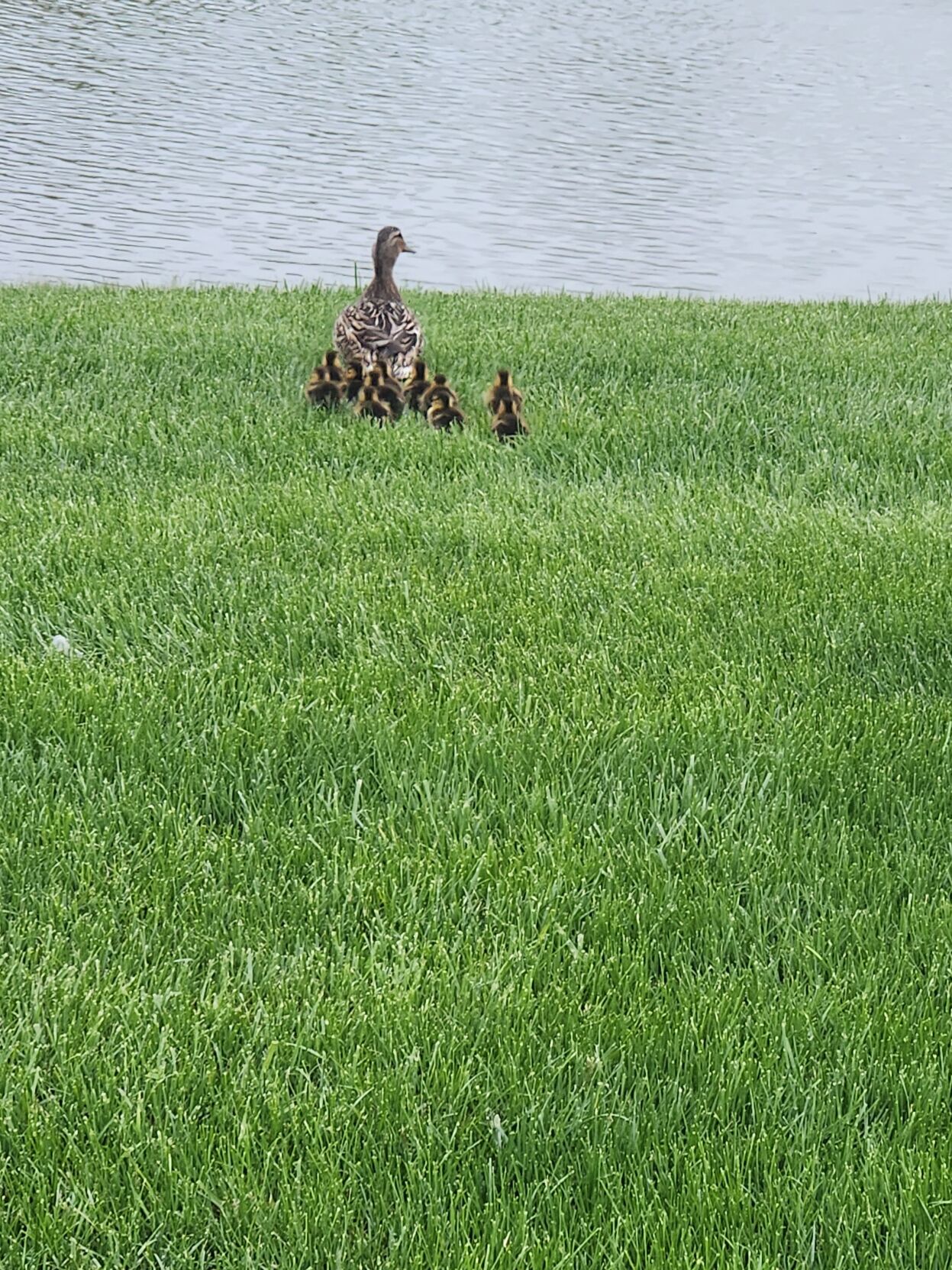 Quack team to the rescue: Huntington hospital workers save ducklings ...
