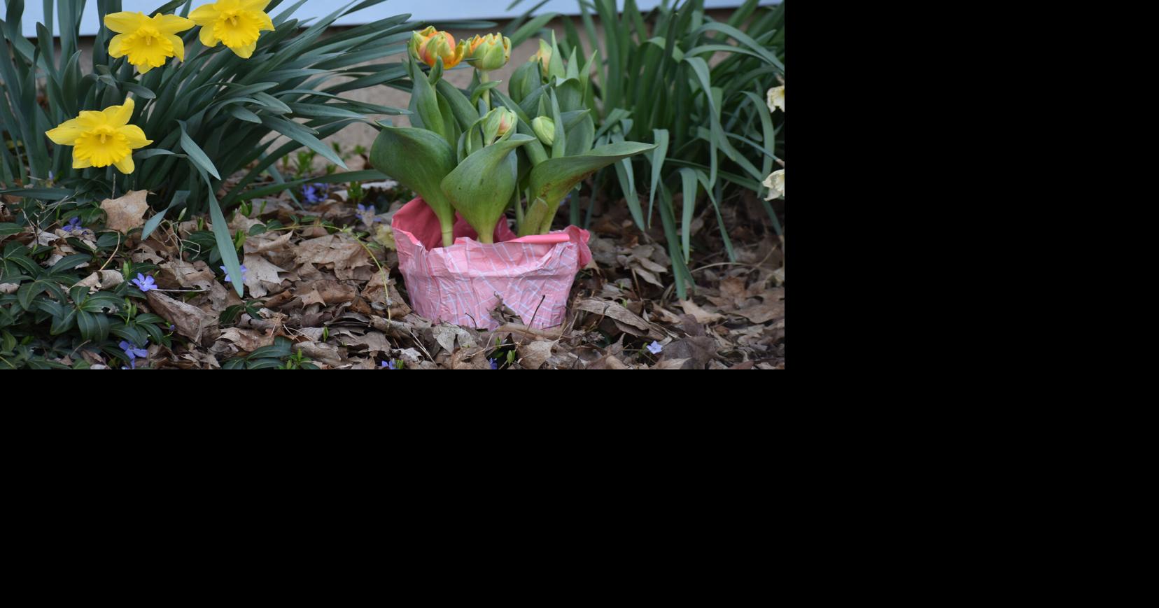 How to transplant potted Easter flowers outdoors Living