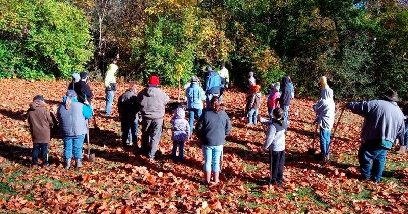 Volunteers to plant trees, remove invasive species for 25th annual Great Tree Canopy Comeback