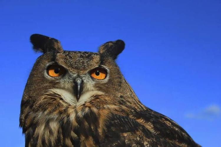 Indiana Wild's things inspire imaginations | Living | journalgazette.net