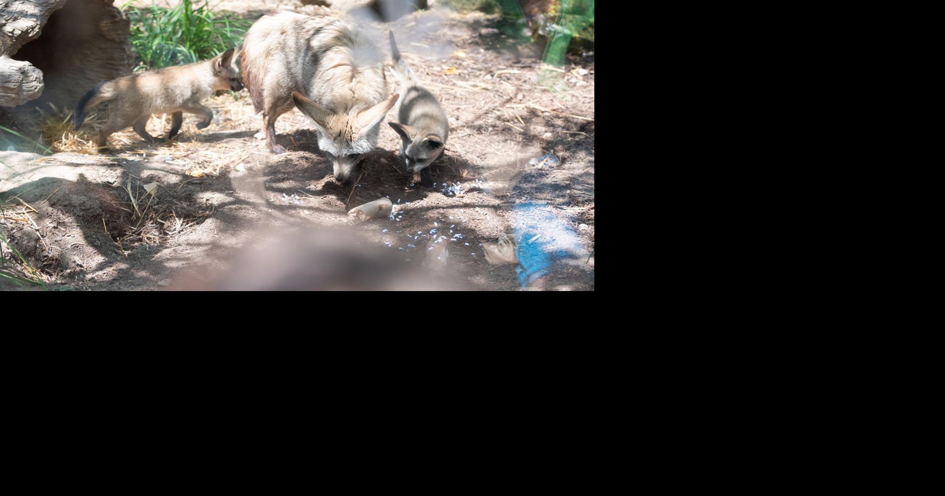 Bat-eared fox gender reveal