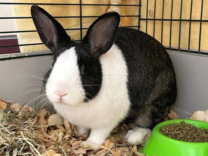 Pets of the week | Living | journalgazette.net
