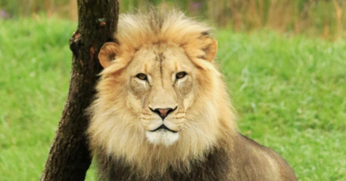 Bahati, Fort Wayne Children Zoo's male African lion, dies - Vimarsana News