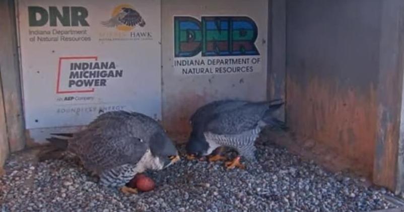 Project Falcon Indiana People can watch peregrine falcon nest at Indiana Michigan Power online ...