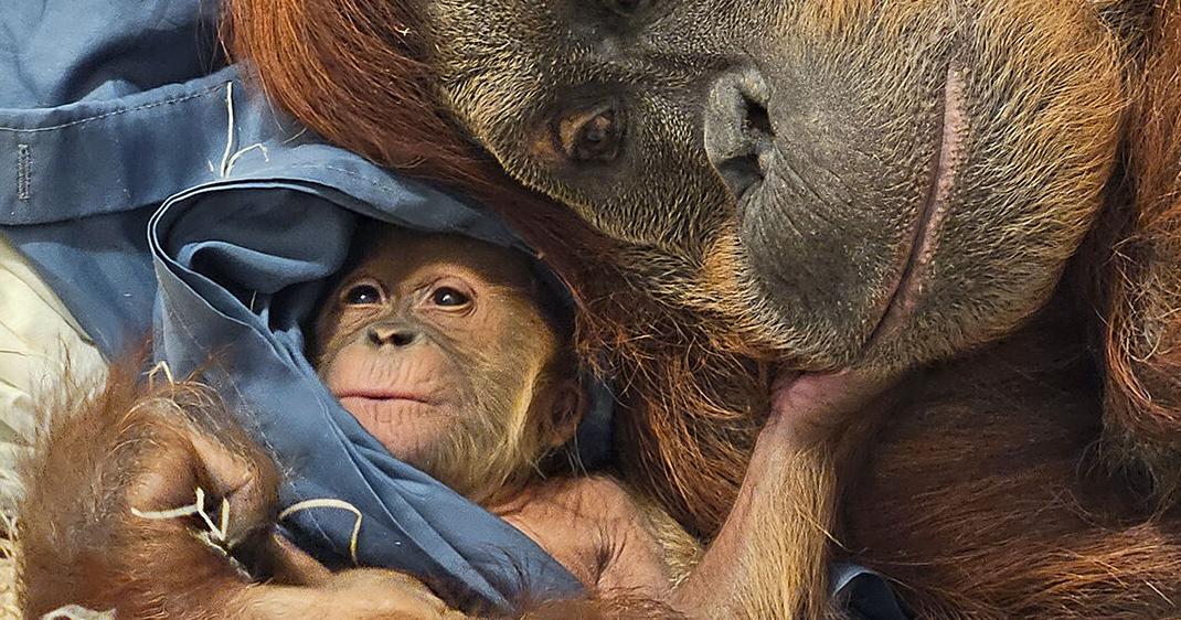 Baby Sumatran orangutan's birth at Fort Wayne Zoo announced