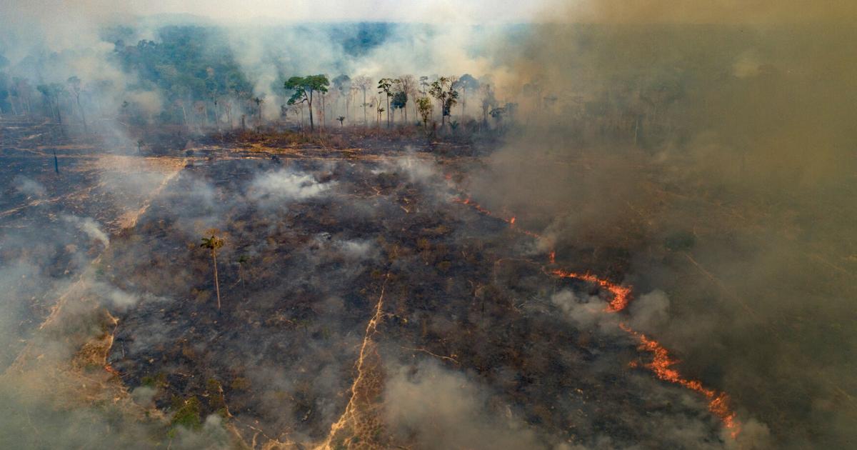 Despite gains combating deforestation in Brazil's Amazon, forest ...