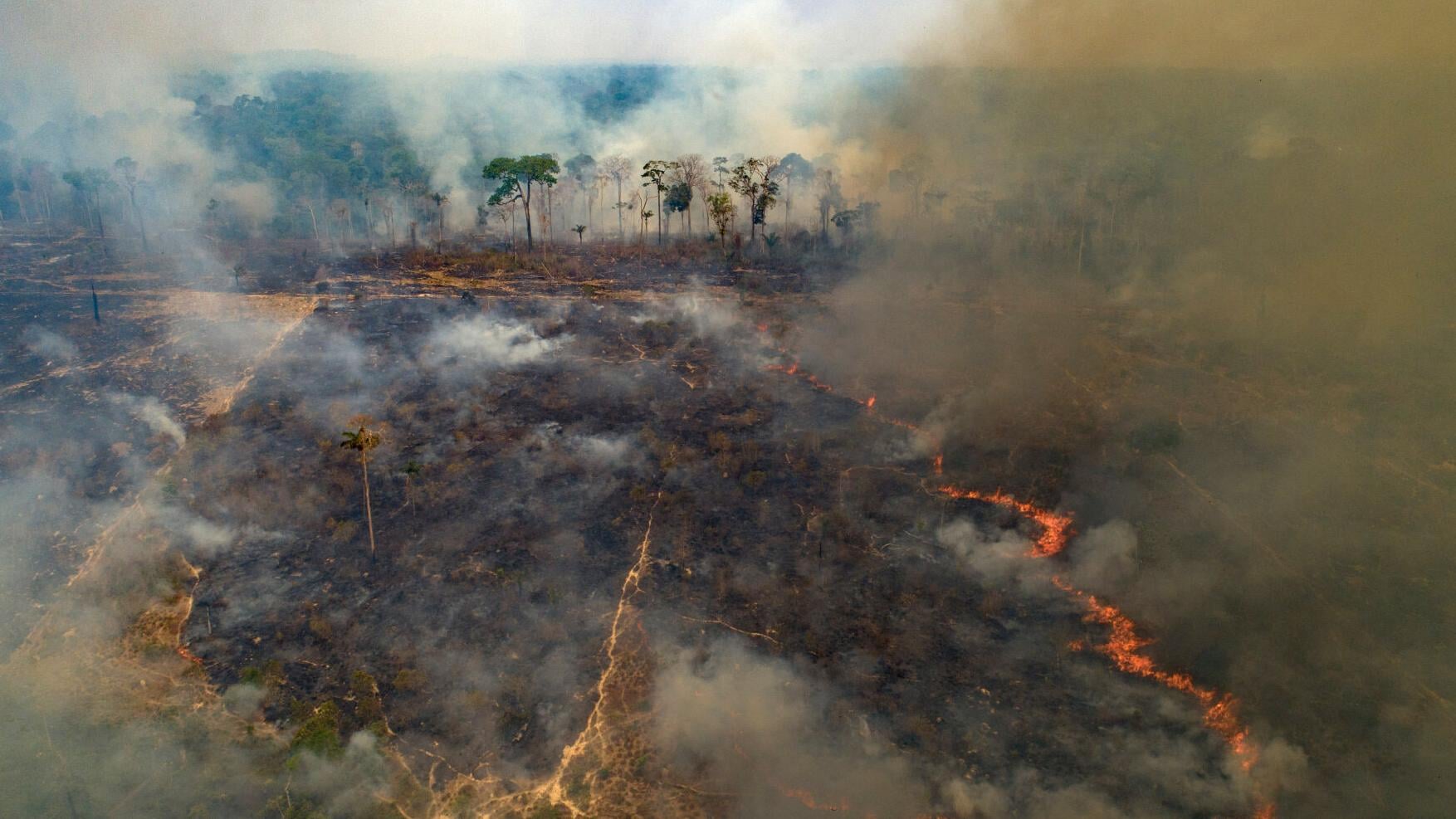 Despite gains combating deforestation in Brazil's Amazon, forest ...