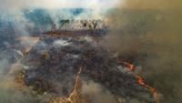 Despite gains combating deforestation in Brazil's Amazon, forest ...