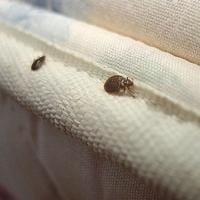 Bring home the mementos from your trips, but beware of bed bugs with overnight stays