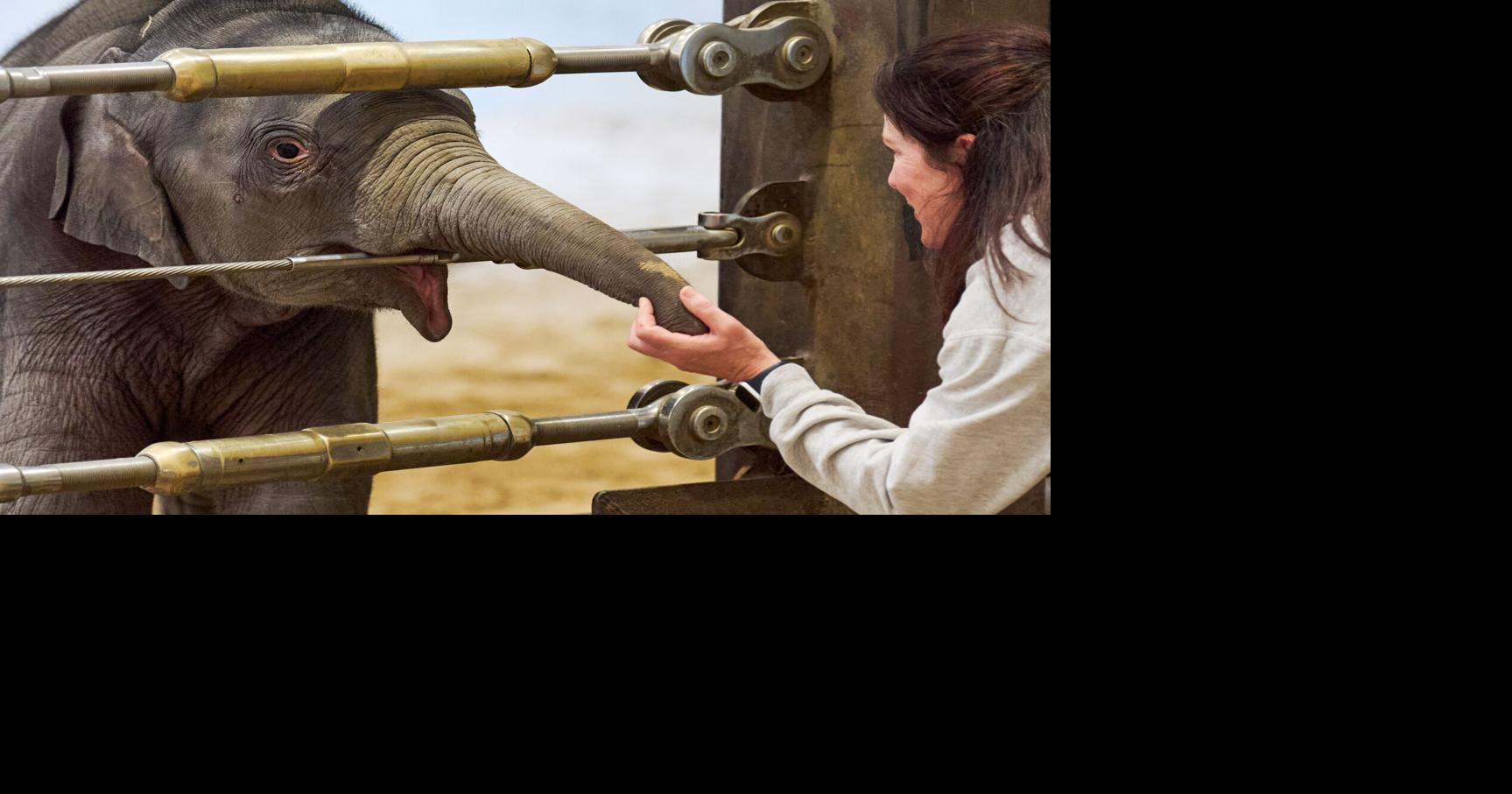 Asian elephant calf makes her public debut at Washington D.C. National Zoo