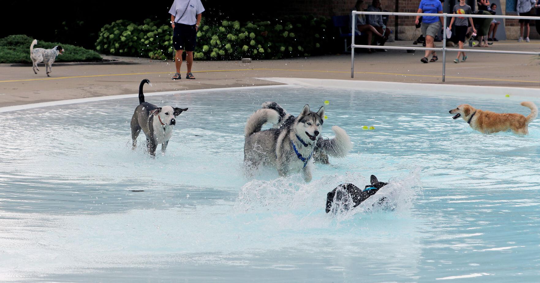 Northside Aquatic Center offers dogs the last dip of the season - Vimarsana News