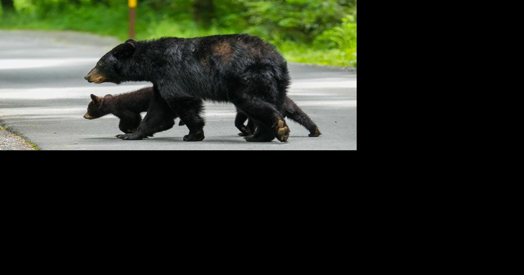 American Black Bears in the Great Smoky Mountain National Park