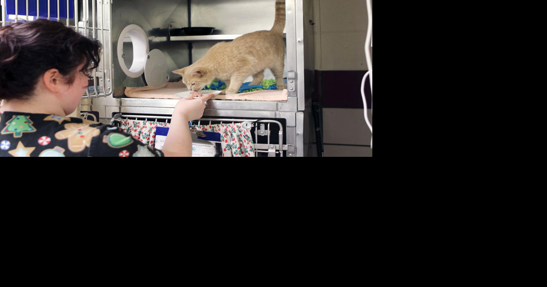 City animal shelter must take steps to save more pets Columnists