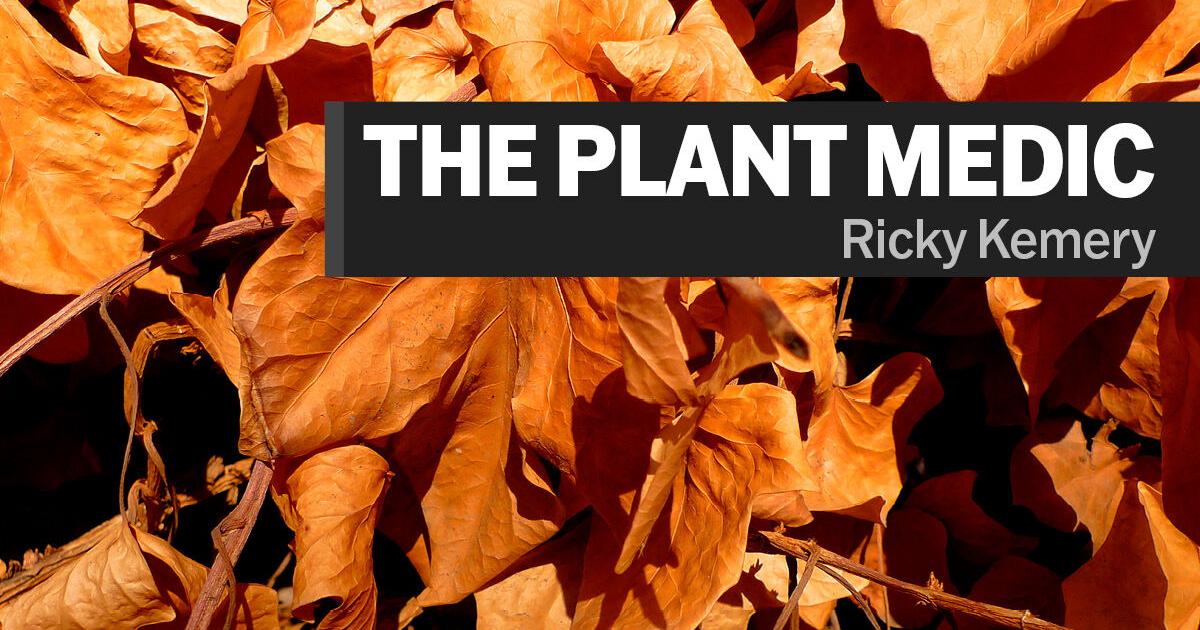 The Plant Medic: Fall foliage expected to peak soon in northern Indiana