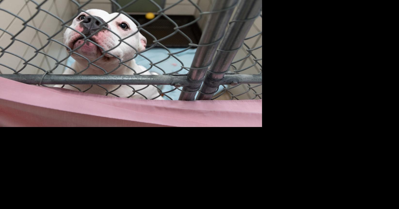 Inappropriate breeding, lack of education will increase Animal Treatment and Manage euthanasia costs | Neighborhood