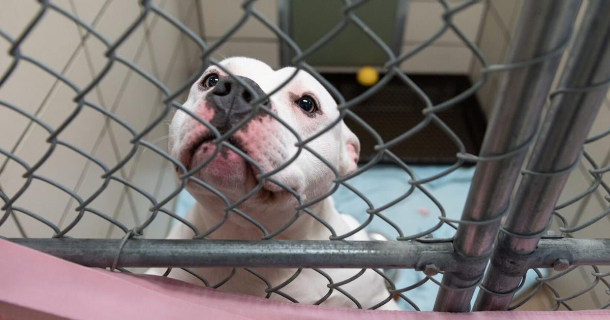 Inappropriate breeding, lack of education will increase Animal Treatment and Manage euthanasia costs | Neighborhood Inappropriate breeding, lack of education will increase Animal Treatment and Manage euthanasia costs | Neighborhood