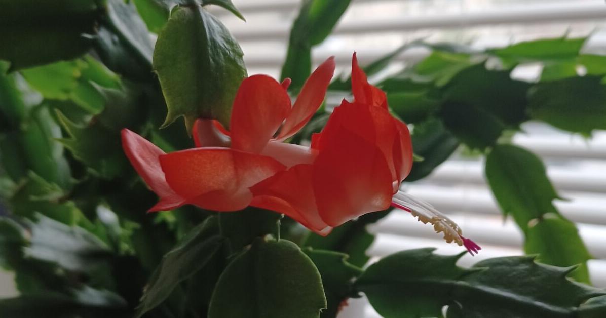 The Plant Medic: Holiday cactus blooms through season with proper care