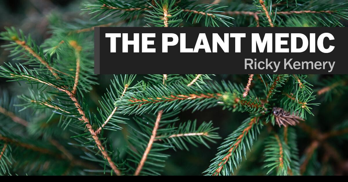Norfolk Island Pine can be kept as houseplant, will grow large indoors ...