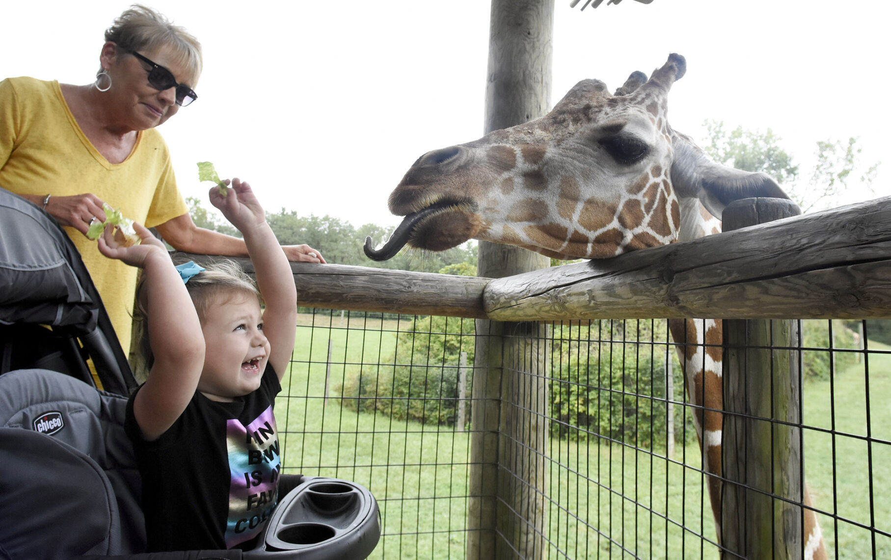 Fort Wayne Children's Zoo mourns death of giraffe Zuri | Local ...