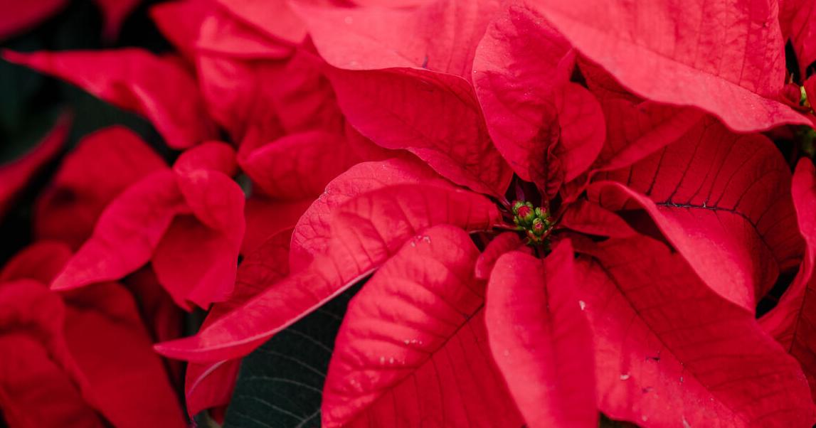 The Plant Medic: Poinsettia plants can be kept long after holidays