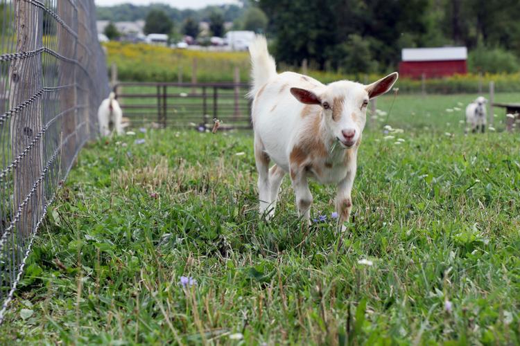 Day at Salomon Farm Park Local