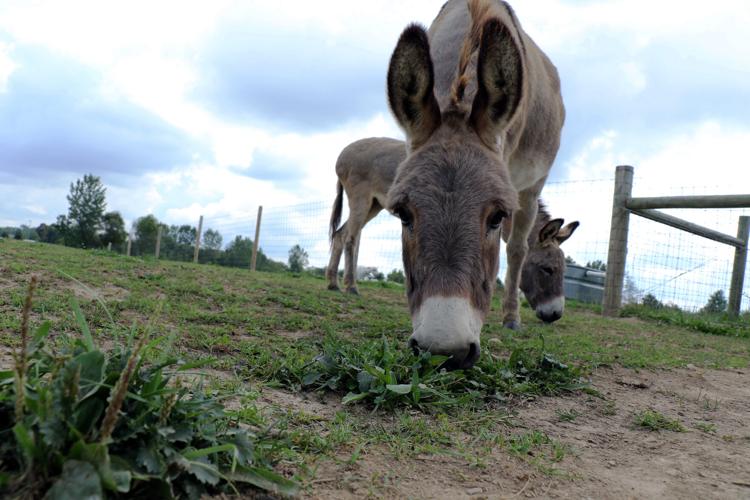 Day at Salomon Farm Park Local