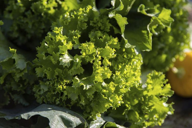 After slow start, incubator farm putting down roots Local