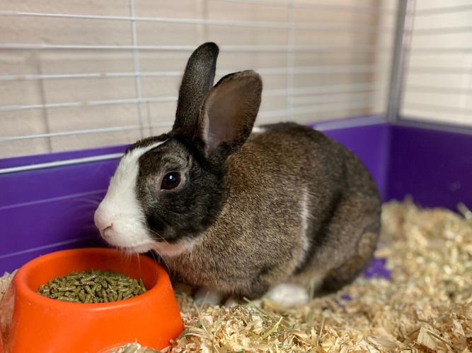 Pets of the week | Local | journalgazette.net