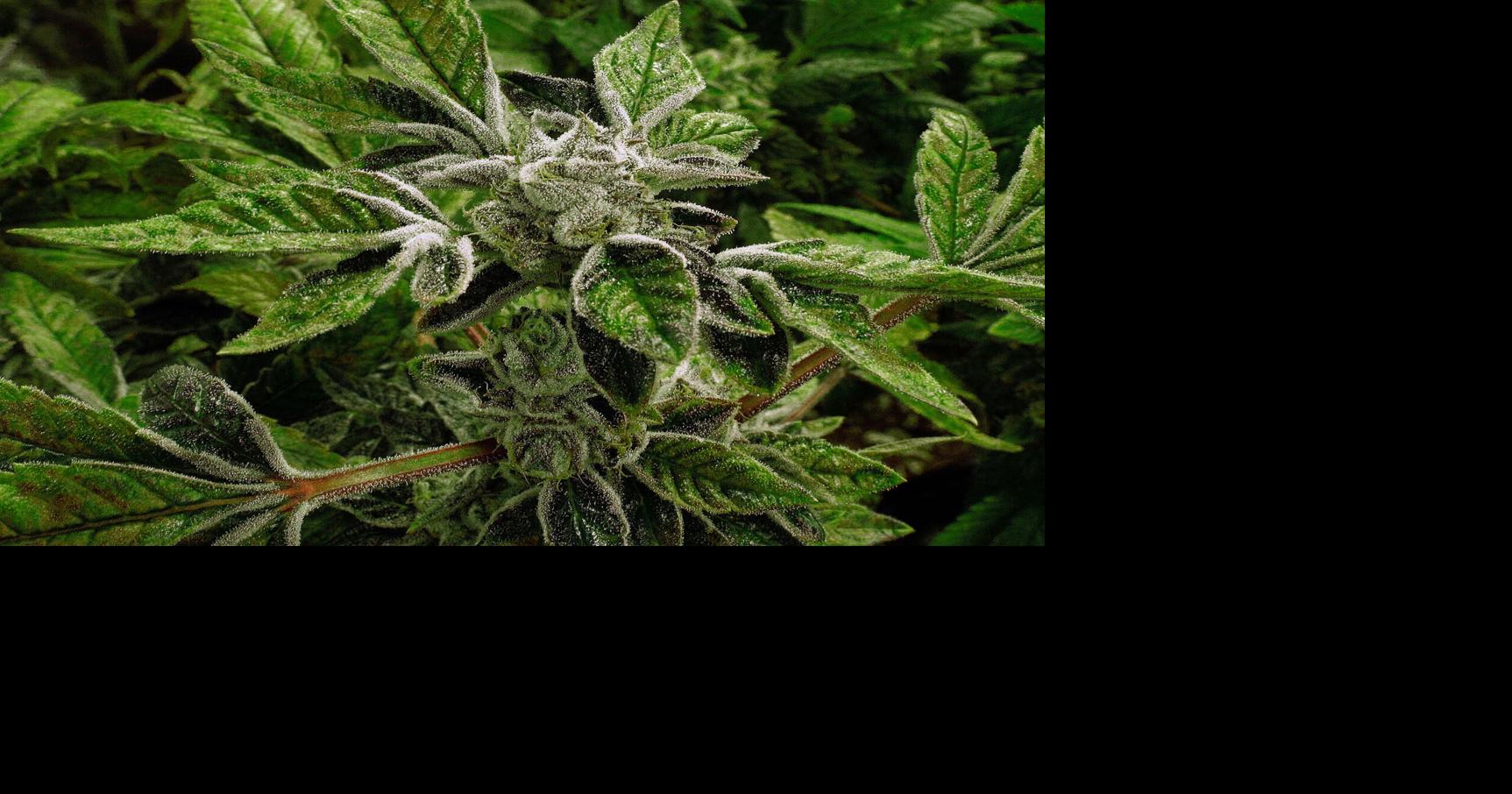 President Donald Trump reclassifies state-licensed medical marijuana as a less-dangerous drug in a historic shift