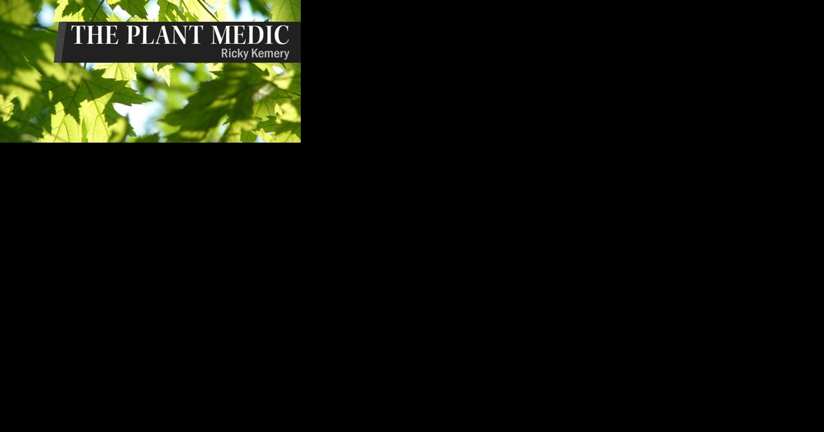 The Plant Medic: Controlling redbud seedlings in landscape - Vimarsana News