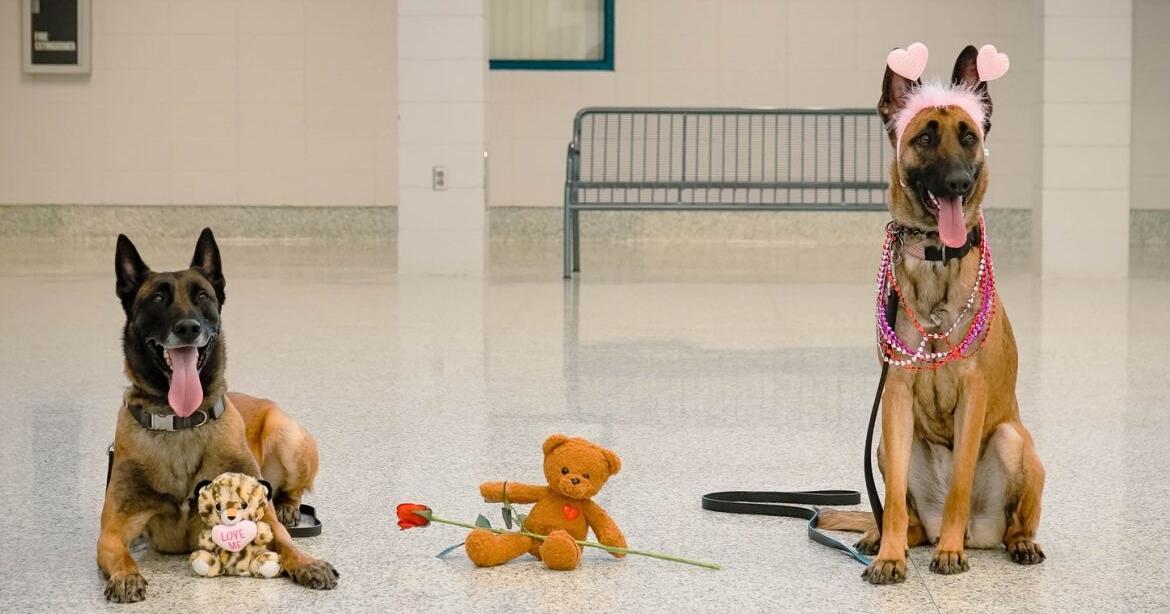 K-9s handlers talk realities of the job with furry partners - Vimarsana News