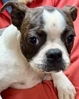 Boston Terrier Pups. Shots, wo