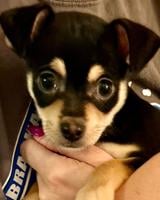 Adorable Chihuahua Male Pup. S