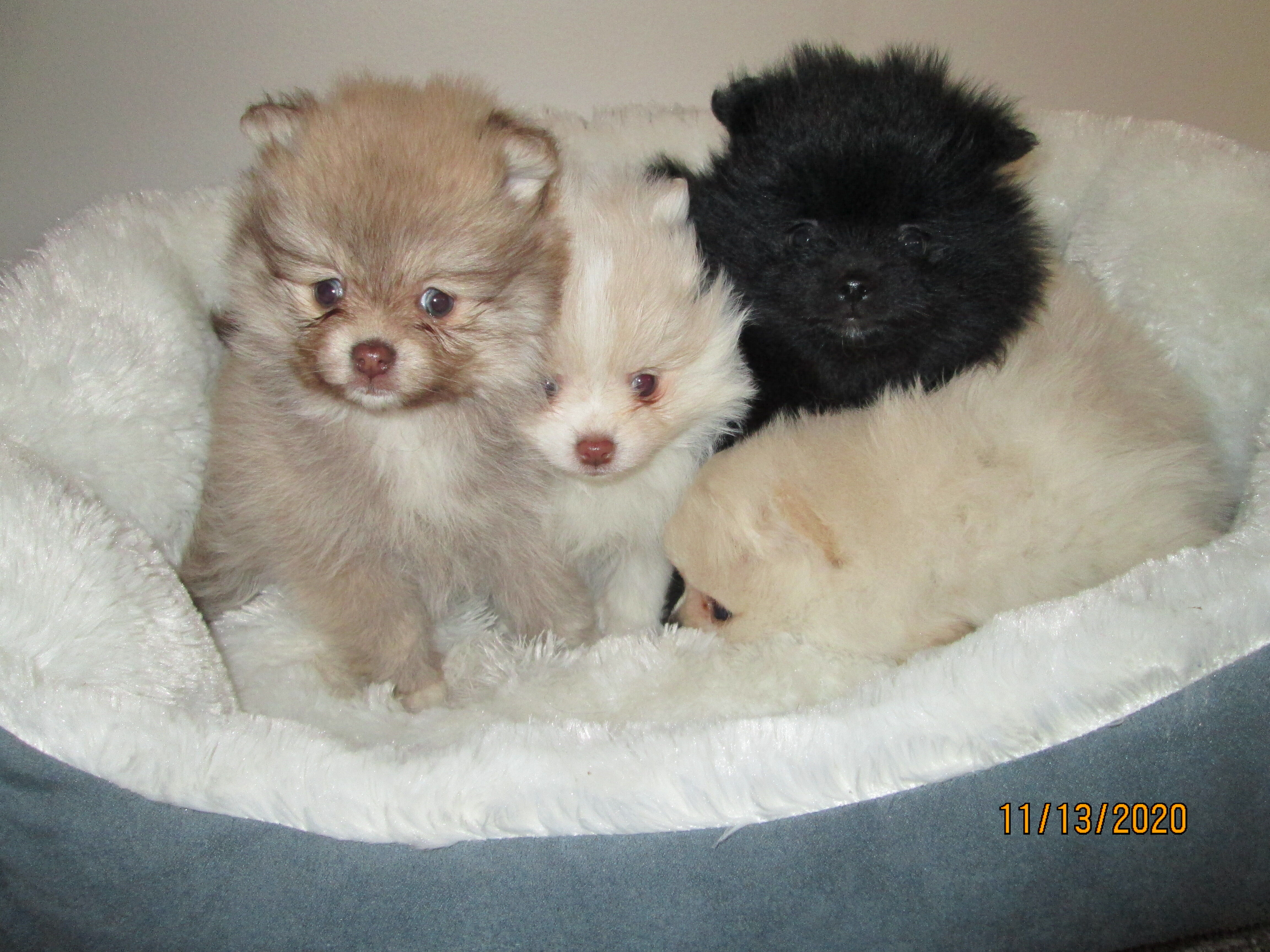 pomeranian cross puppies