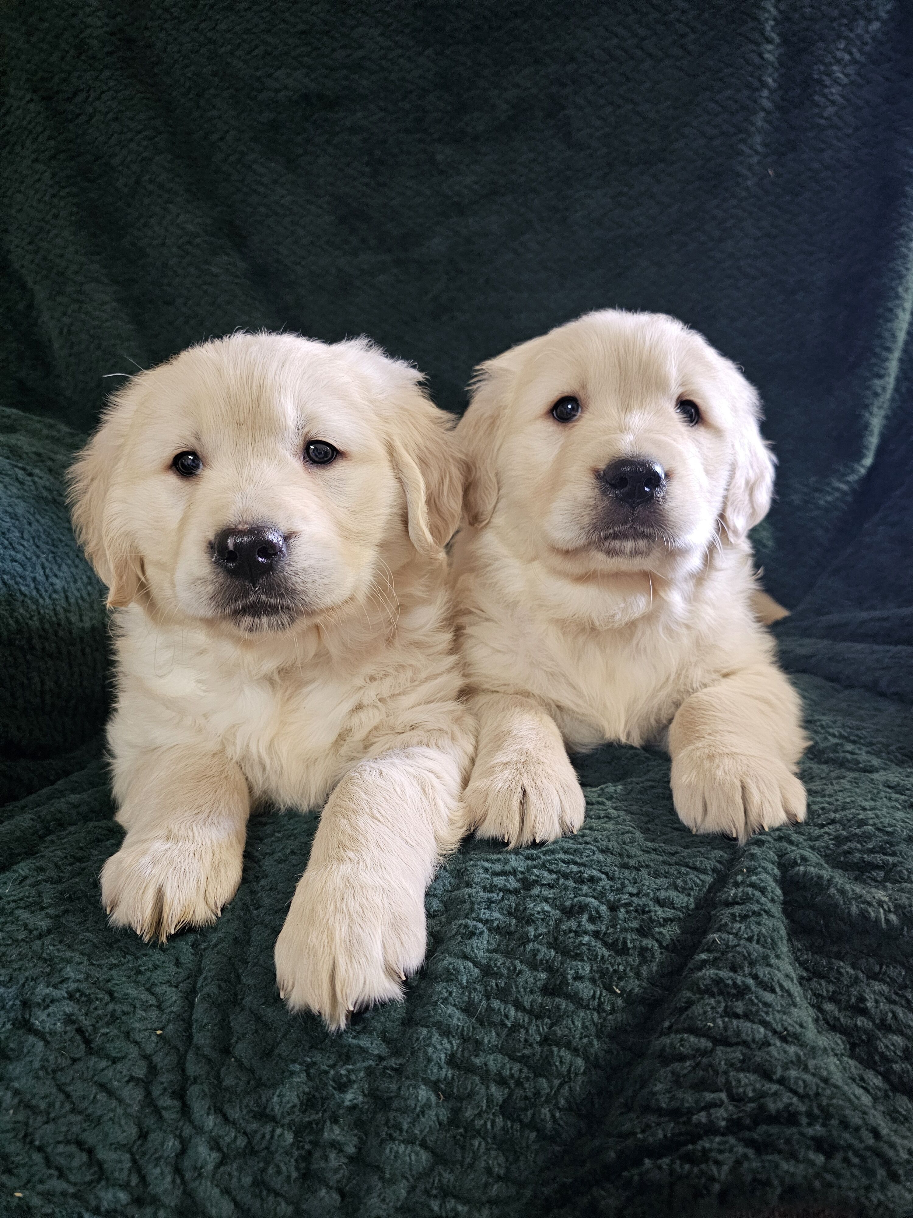 Akc english cream golden retriever clearance puppies