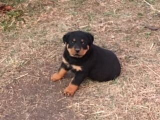 akc rottweiler puppies