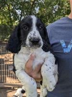 AKC English Springer spaniel