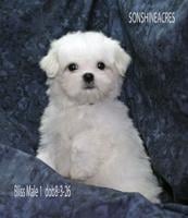 AKC MALTESE PUPPIES Absolutely