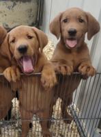 LABS AKC PUPPIES WHITE DK RED