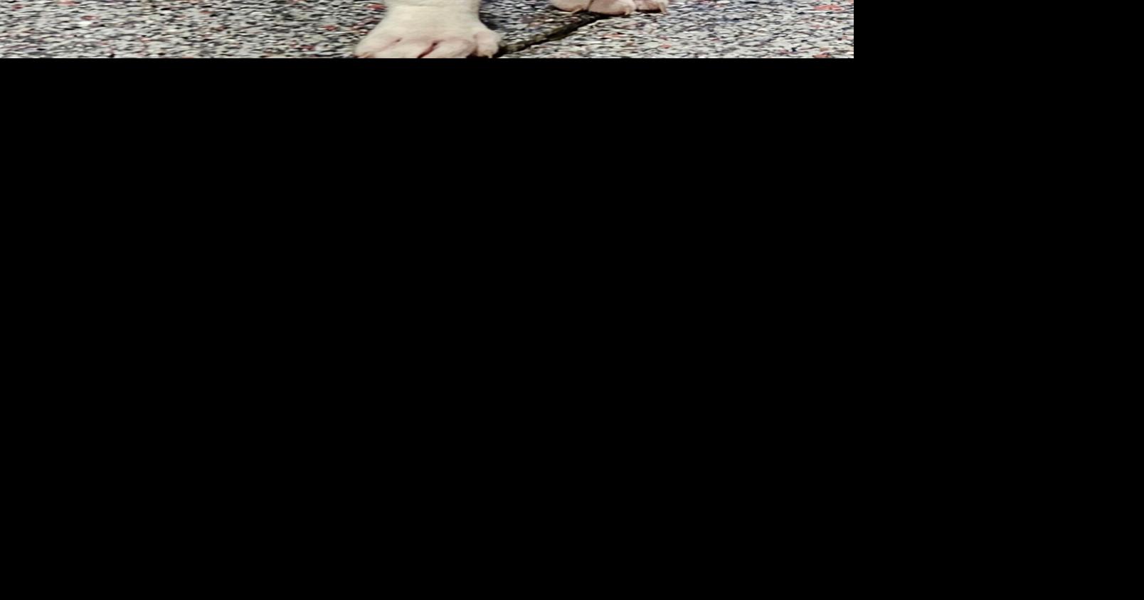 AKC Boxer Puppies Shots Tail