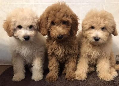 Mini f1b goldendoodle pups image 1