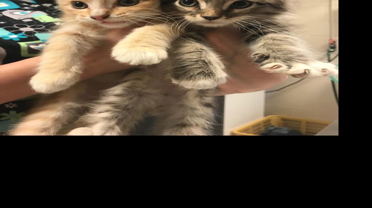 84 Cats Surrendered To Capital Humane Society By One Owner Local