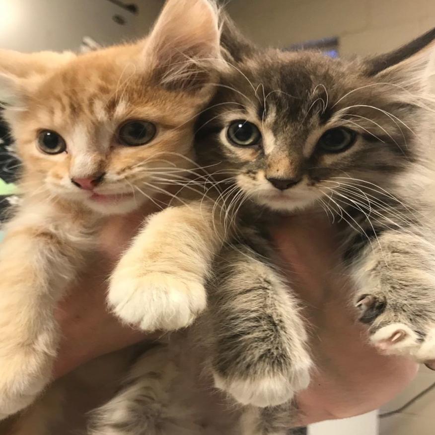 84 Cats Surrendered To Capital Humane Society By One Owner Local