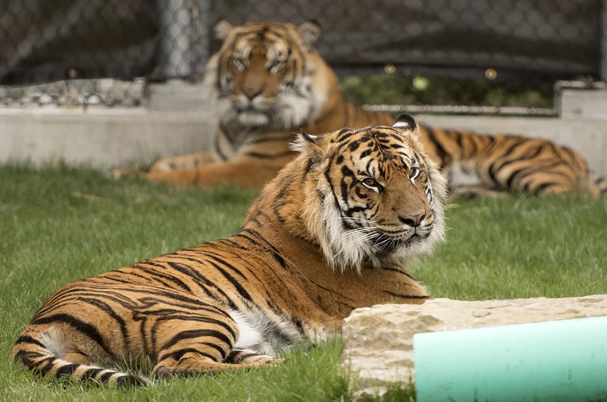 Lincoln Children's Zoo tigers