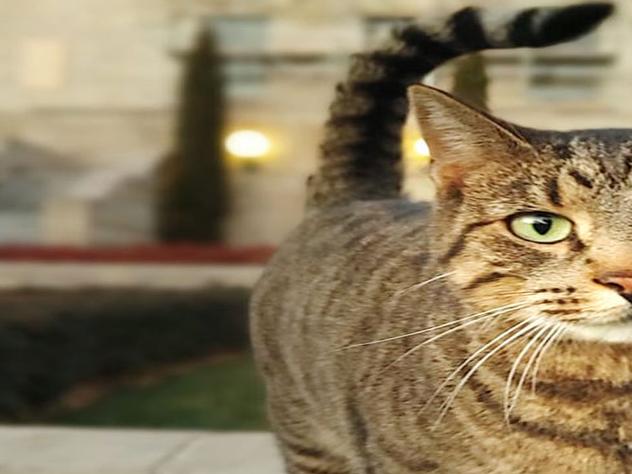 Cameron the 'Capitol Cat' returns home safely
