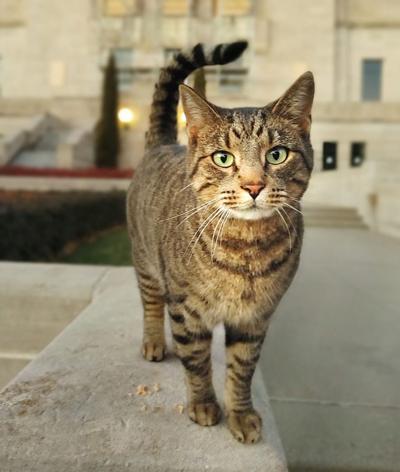 Cameron the Capitol Cat