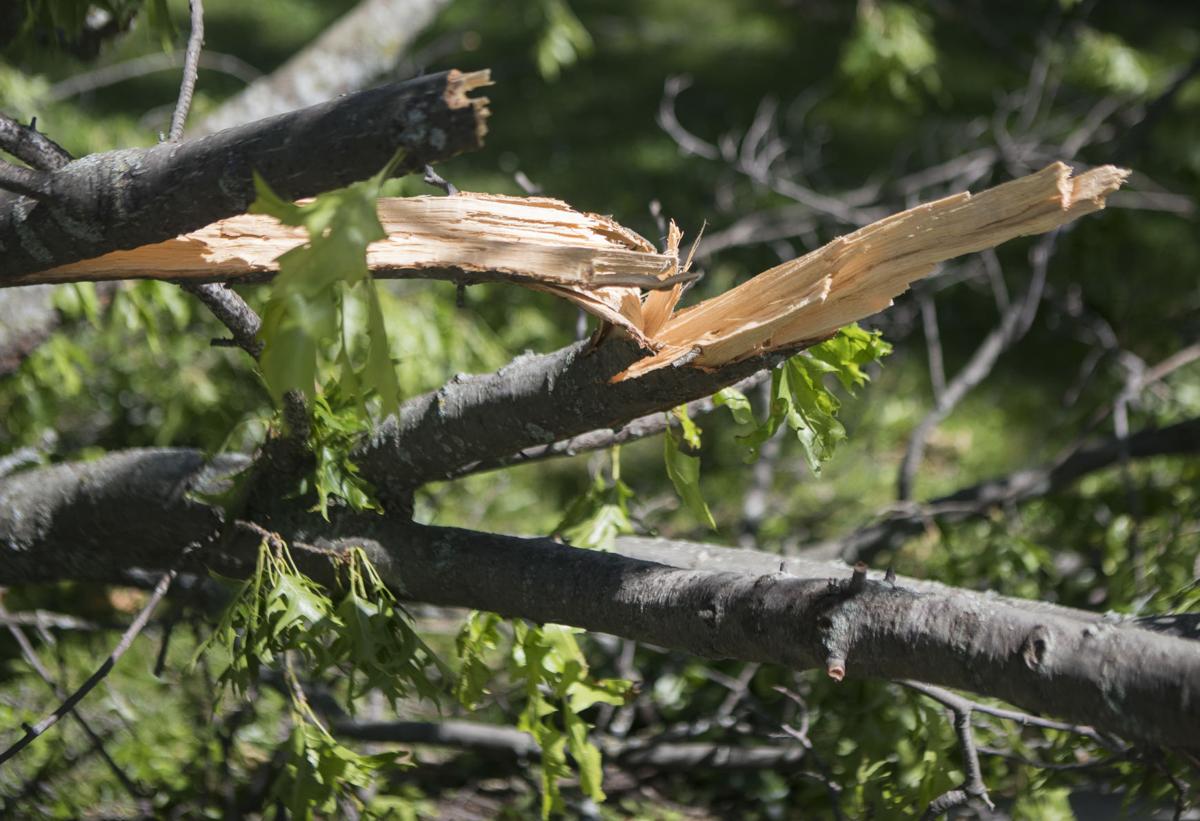 What to do with downed tree limbs