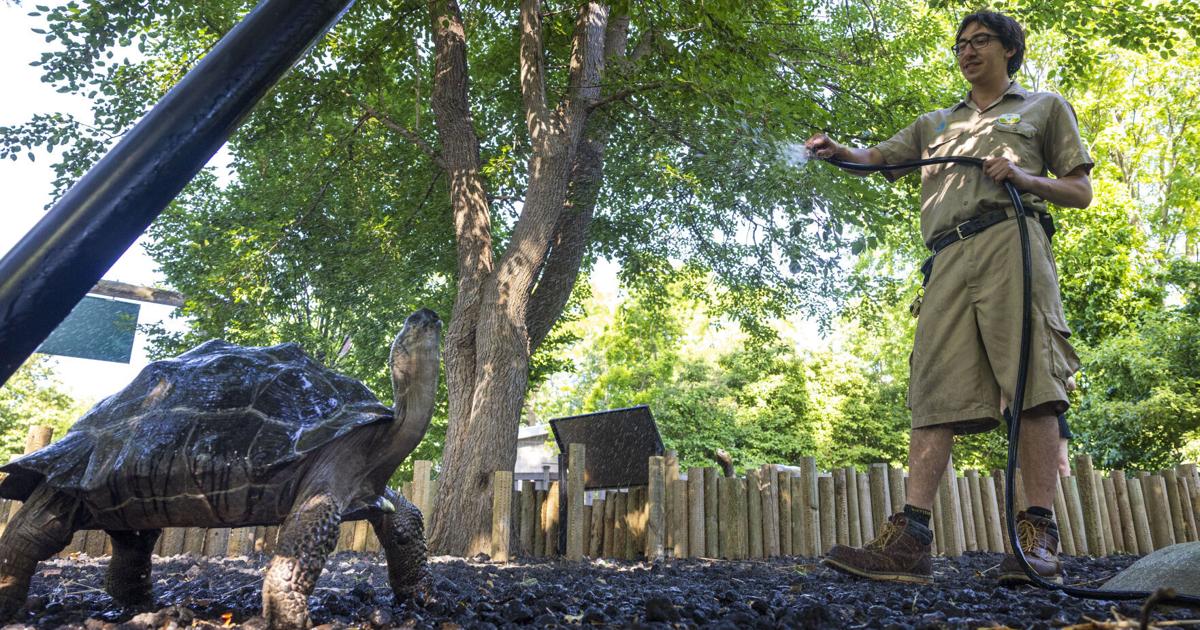 How pets, zoo animals are kept safe in the heat