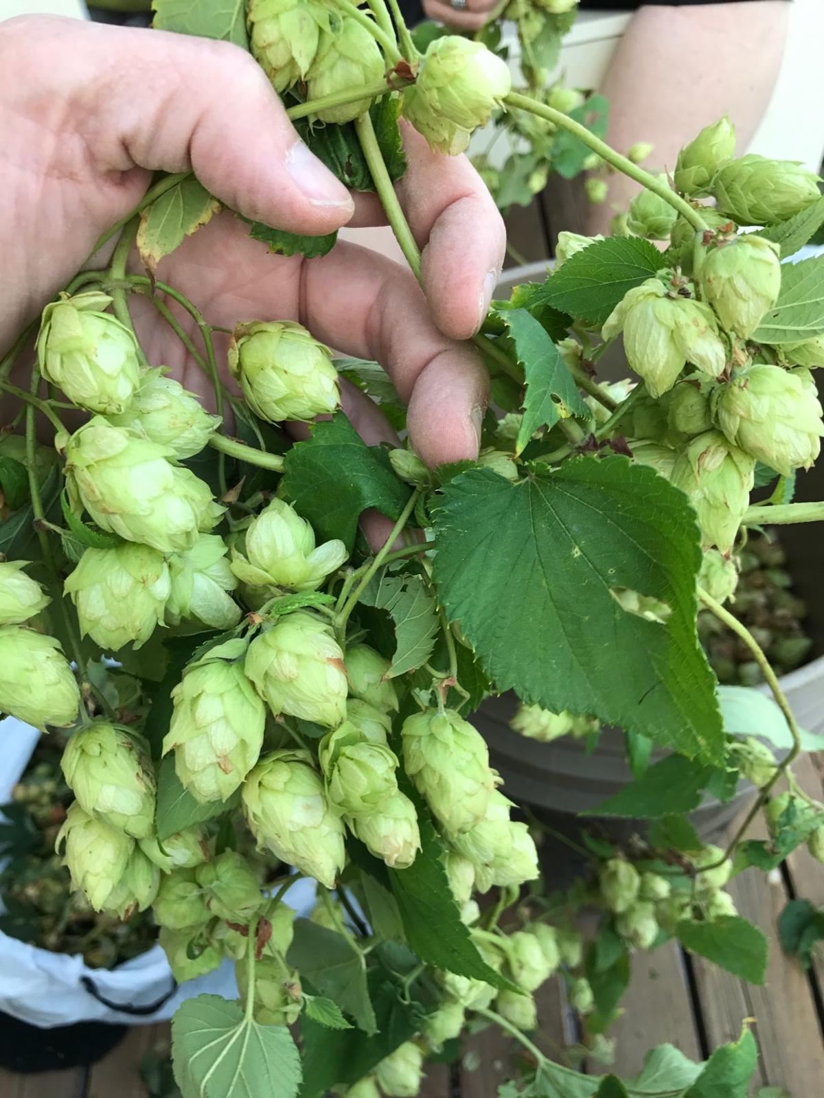 Lincoln couple's wild hop discovery leads to new brew Local