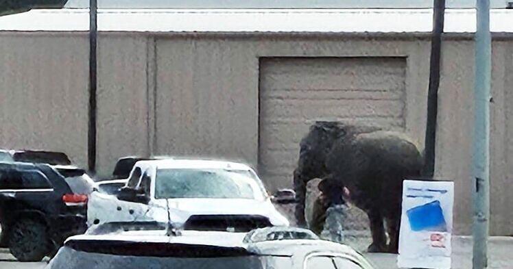 ‘There’s an elephant!’: Escaped circus star stuns onlookers, stops traffic in Montana